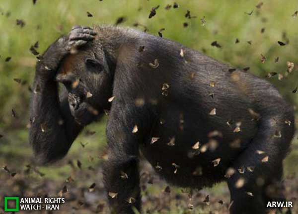Animal-Rights-Watch--ARW-1-1197