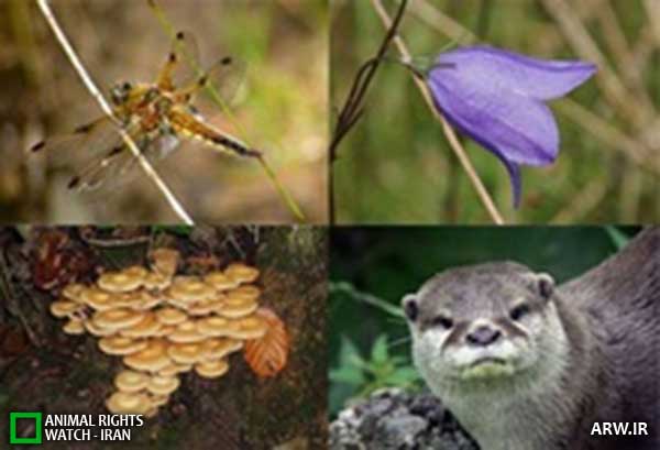Animal-Rights-Watch--ARW-1-1200