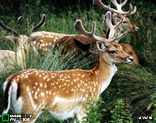 Animal-Rights-Watch--ARW-1-1202