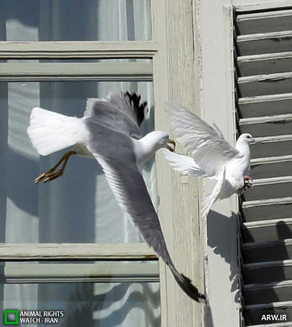 Animal-Rights-Watch--ARW-1-1215