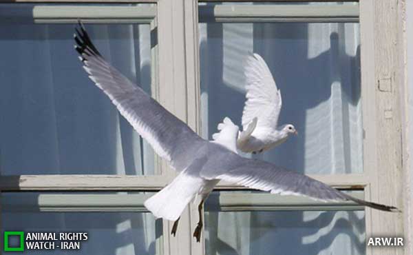 Animal-Rights-Watch--ARW-1-1216