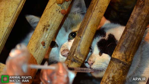 Animal-Rights-Watch-ARW-5638