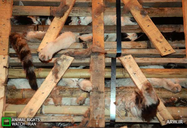 Animal-Rights-Watch-ARW-5640