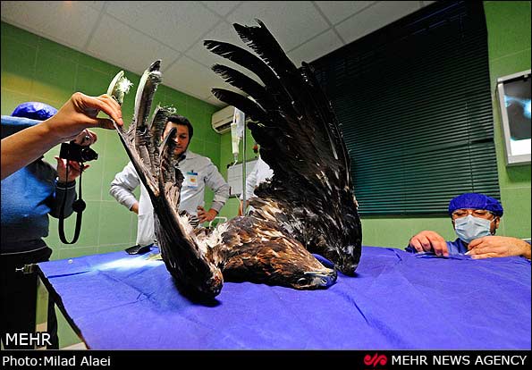 Animal-Rights-Watch-ARW-5644