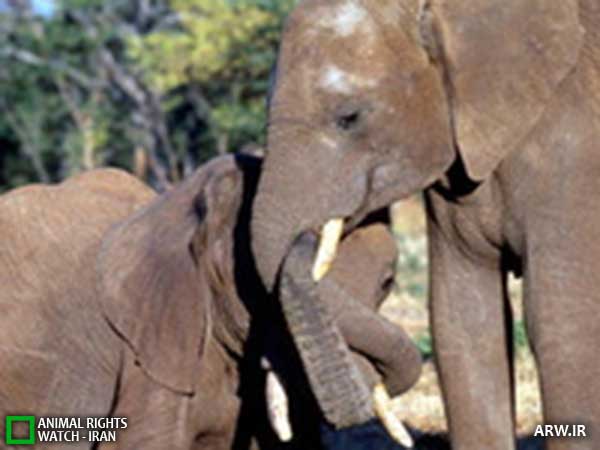 Animal-Rights-Watch--ARW-1-1218