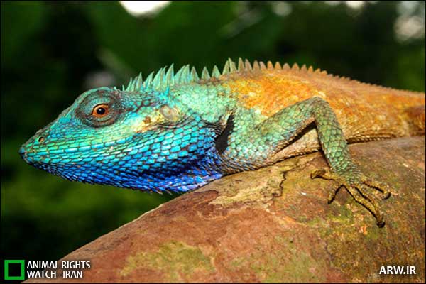 Animal-Rights-Watch--ARW-1-1219