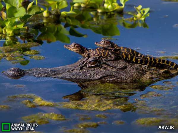 Animal-Rights-Watch--ARW-1-1225