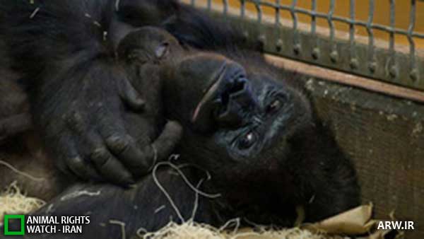 Animal-Rights-Watch--ARW-1-1231