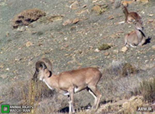 Animal-Rights-Watch--ARW-1-1232
