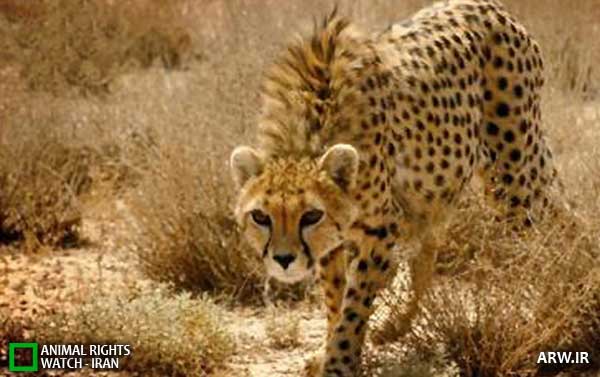 Animal-Rights-Watch--ARW-1-1234