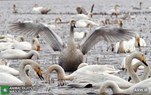 Animal-Rights-Watch--ARW-1-1235