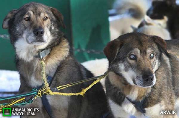 Animal-Rights-Watch--ARW-1-1238