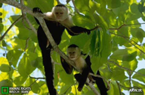 Animal-Rights-Watch--ARW-1-1240