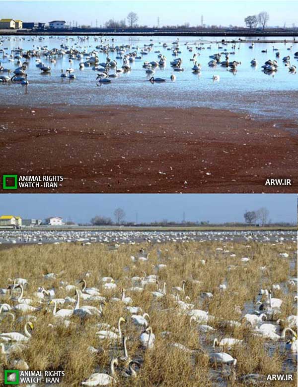 Animal-Rights-Watch--ARW-1-1244