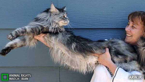 Animal-Rights-Watch--ARW-1-1247