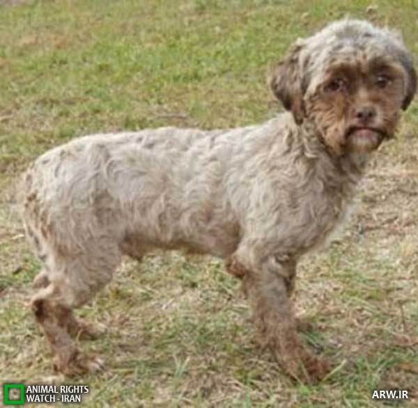 Animal-Rights-Watch--ARW-1-1256