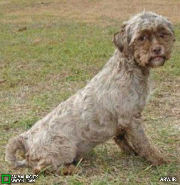 Animal-Rights-Watch--ARW-1-1257