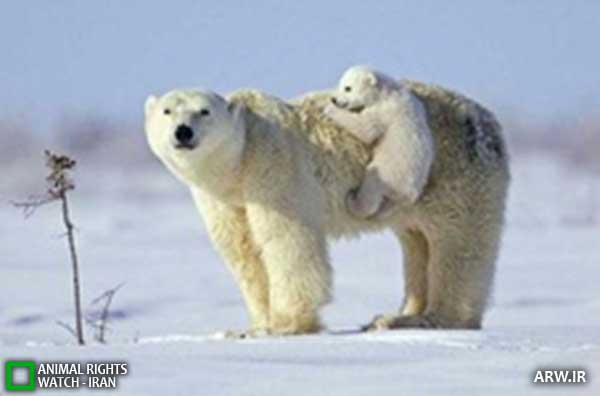 Animal-Rights-Watch--ARW-1-1261