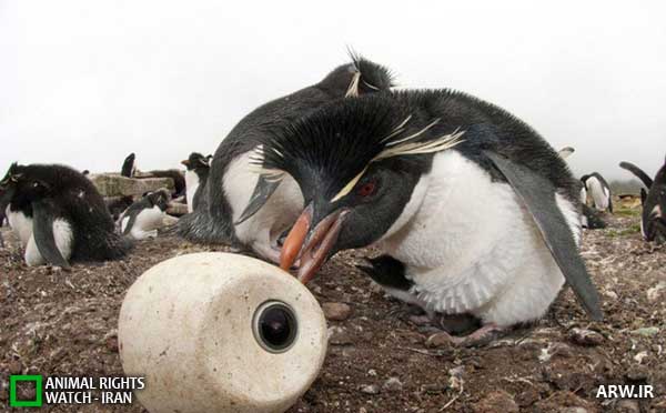 Animal-Rights-Watch--ARW-1-1262