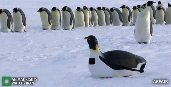 Animal-Rights-Watch--ARW-1-1263