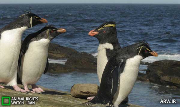 Animal-Rights-Watch--ARW-1-1265