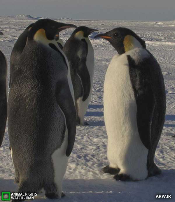 Animal-Rights-Watch--ARW-1-1266