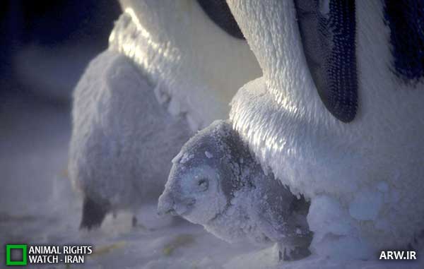 Animal-Rights-Watch--ARW-1-1267