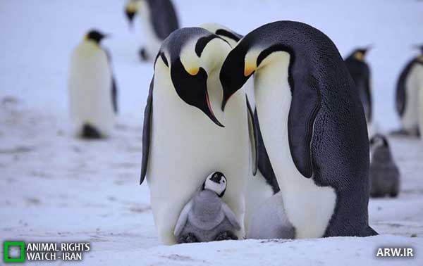 Animal-Rights-Watch--ARW-1-1268