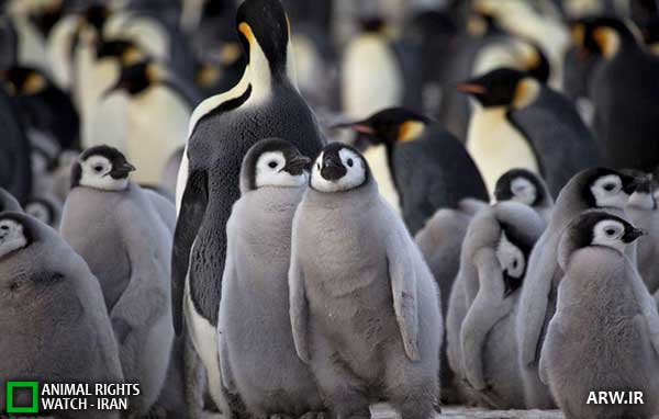 Animal-Rights-Watch--ARW-1-1269