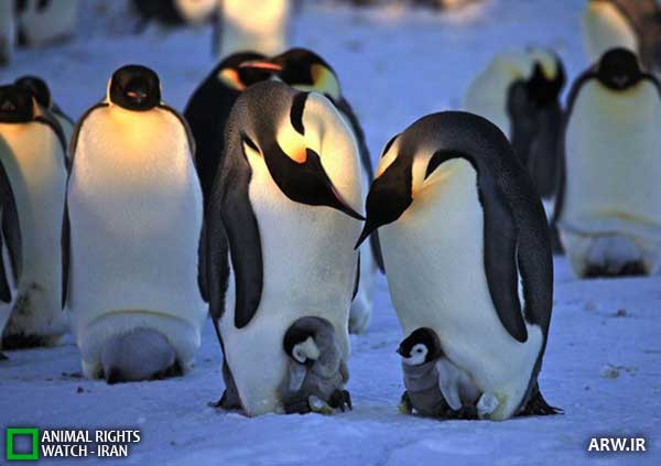 Animal-Rights-Watch--ARW-1-1270