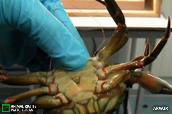 Animal-Rights-Watch--ARW-1-1271