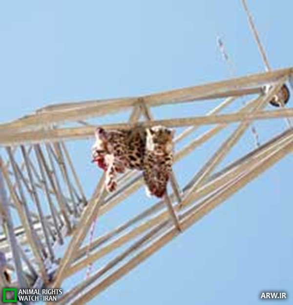 Animal-Rights-Watch--ARW-1-1273