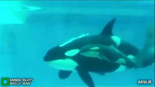 Animal-Rights-Watch--ARW-1-1275