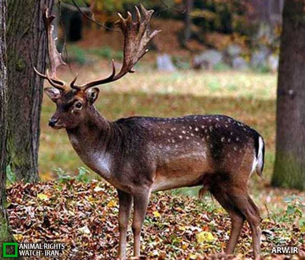 Animal-Rights-Watch--ARW-1-1276