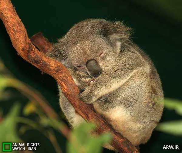 Animal-Rights-Watch--ARW-1-1277