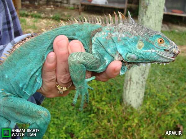 Animal-Rights-Watch--ARW-1-1279