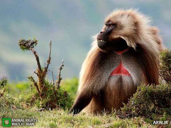 Animal-Rights-Watch--ARW-1-1281
