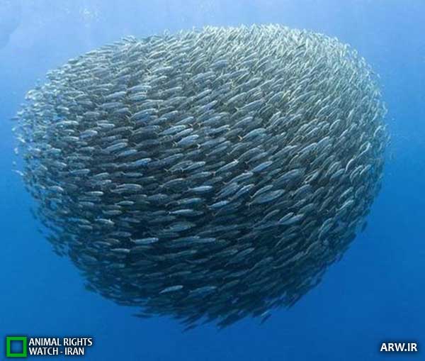 Animal-Rights-Watch--ARW-1-1294