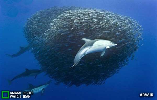 Animal-Rights-Watch--ARW-1-1295
