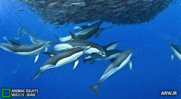 Animal-Rights-Watch--ARW-1-1296