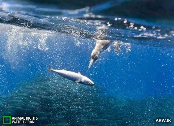 Animal-Rights-Watch--ARW-1-1297