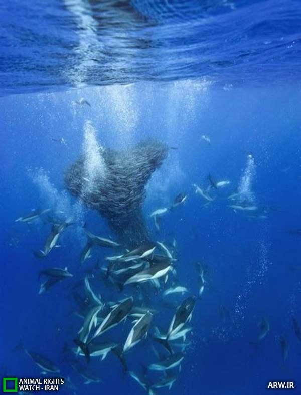 Animal-Rights-Watch--ARW-1-1298