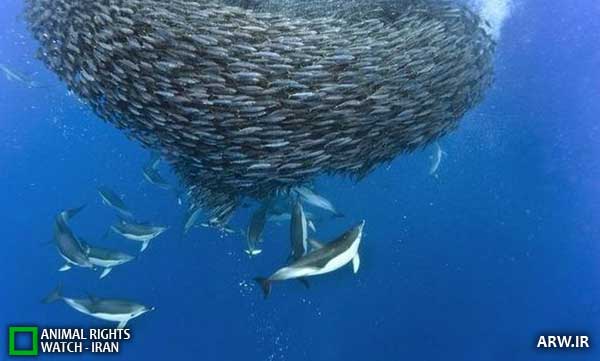 Animal-Rights-Watch--ARW-1-1299