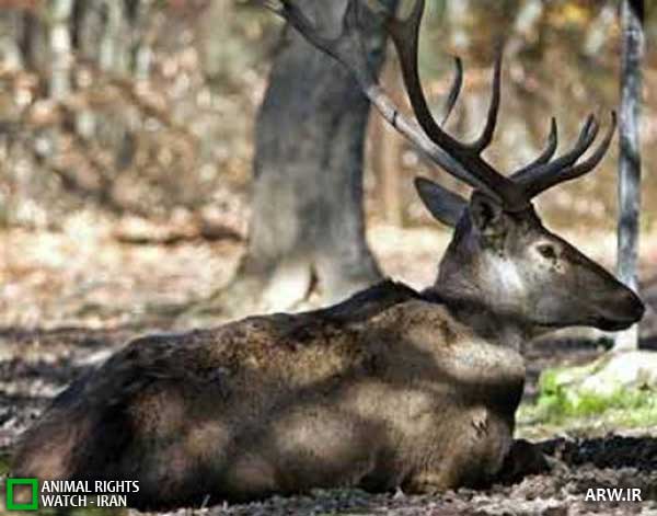 Animal-Rights-Watch--ARW-1-1302