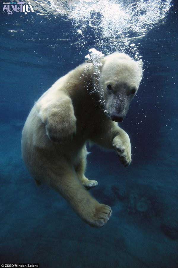 Animal-Rights-Watch--ARW-1-1310