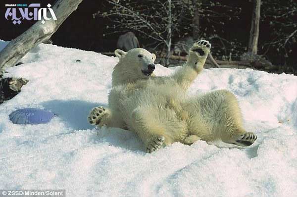 Animal-Rights-Watch--ARW-1-1311