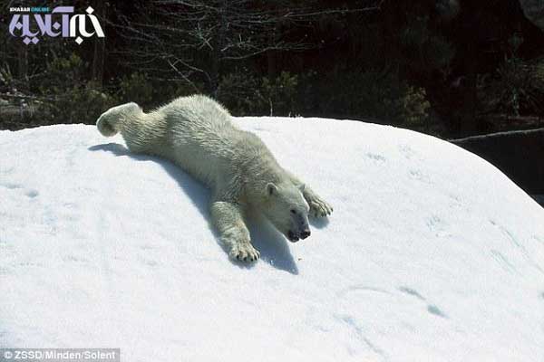 Animal-Rights-Watch--ARW-1-1312