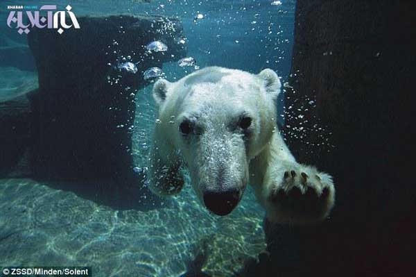 Animal-Rights-Watch--ARW-1-1313