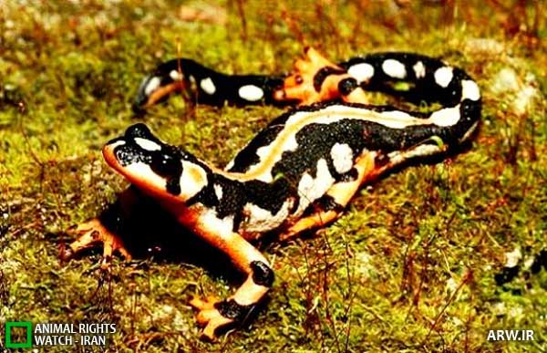 Animal-Rights-Watch--ARW-1-1323
