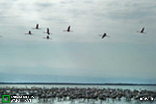 Animal-Rights-Watch--ARW-1-1324